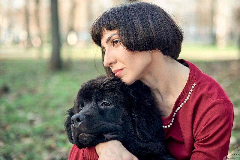 Фото: ньюфаундленд Белкондер-Клаб Мадам де Помпадур, Мария Ермачкова