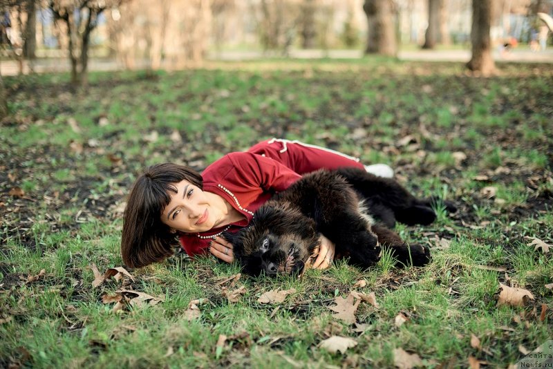 Фото: ньюфаундленд Белкондер-Клаб Мадам де Помпадур, Мария Ермачкова
