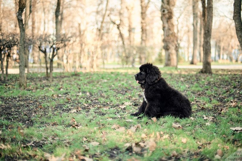 Фото: ньюфаундленд Белкондер-Клаб Мадам де Помпадур