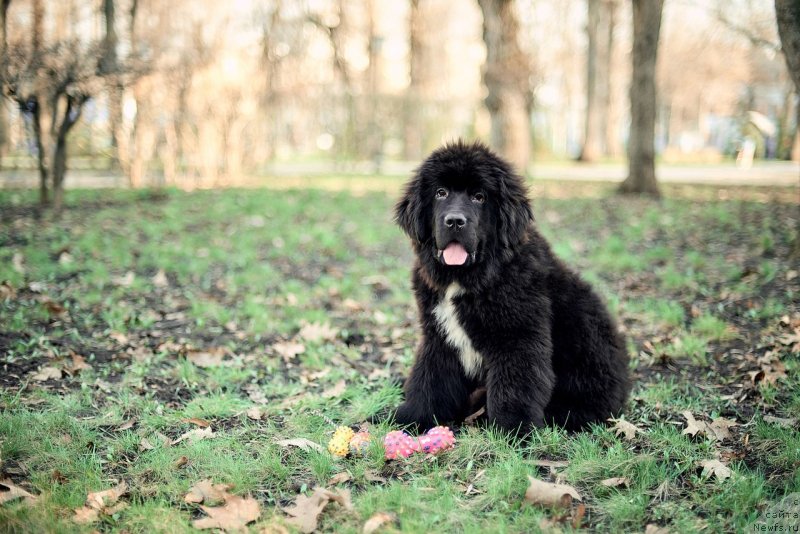 Фото: ньюфаундленд Белкондер-Клаб Мадам де Помпадур