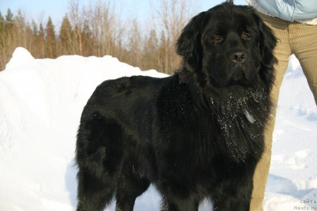 Фото: ньюфаундленд Кайден Плейфул (Kaiden Playful)