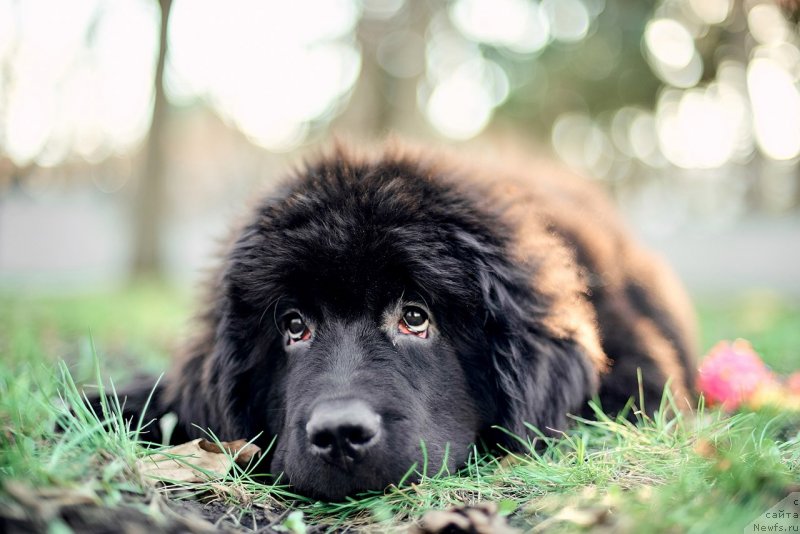 Фото: ньюфаундленд Белкондер-Клаб Мадам де Помпадур