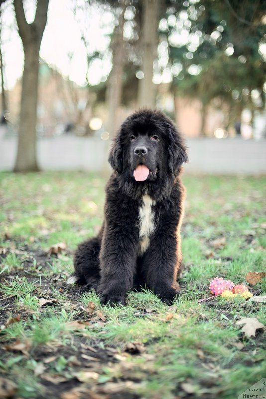 Фото: ньюфаундленд Белкондер-Клаб Мадам де Помпадур