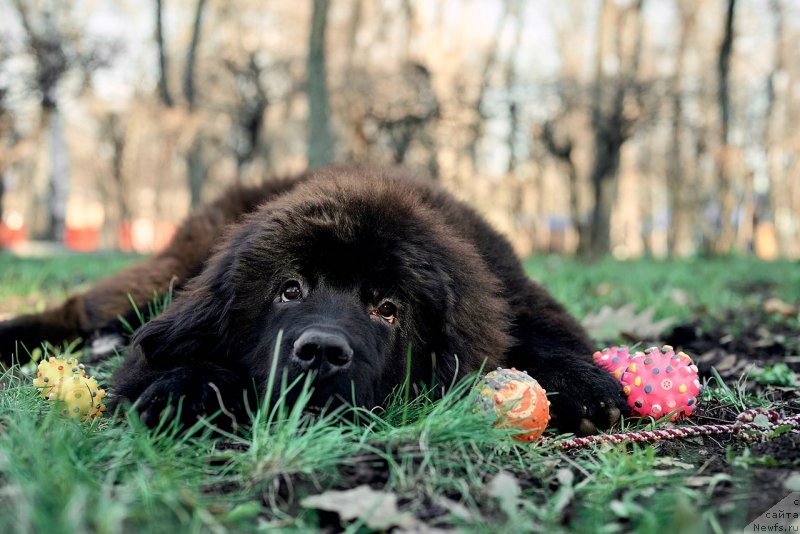 Фото: ньюфаундленд Белкондер-Клаб Мадам де Помпадур
