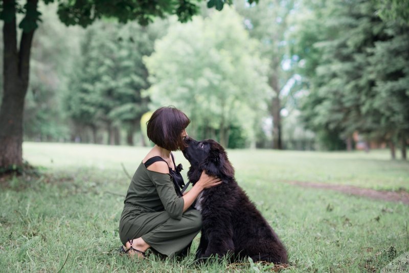 Фото: ньюфаундленд Белкондер-Клаб Мадам де Помпадур, Мария Ермачкова
