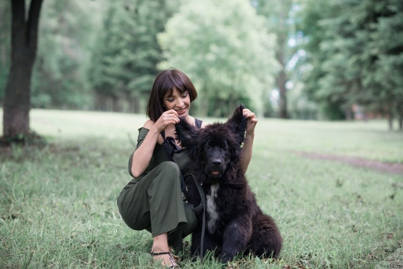Фото: ньюфаундленд Белкондер-Клаб Мадам де Помпадур, Мария Ермачкова