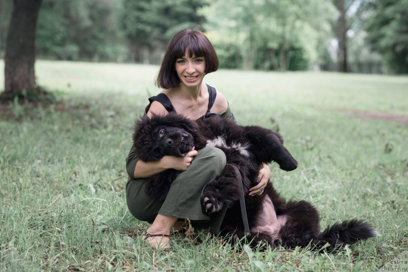 Фото: ньюфаундленд Белкондер-Клаб Мадам де Помпадур, Мария Ермачкова