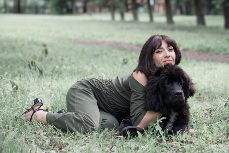 Фото: ньюфаундленд Белкондер-Клаб Мадам де Помпадур, Мария Ермачкова