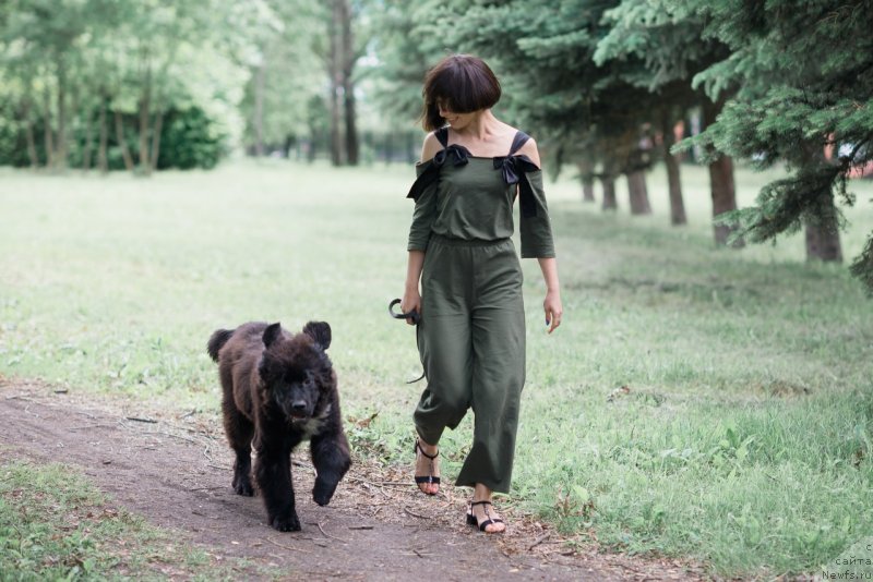 Фото: ньюфаундленд Белкондер-Клаб Мадам де Помпадур, Мария Ермачкова