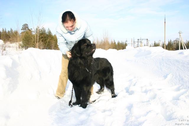 Фото: ньюфаундленд Кайден Плейфул (Kaiden Playful), Евгения Иванова