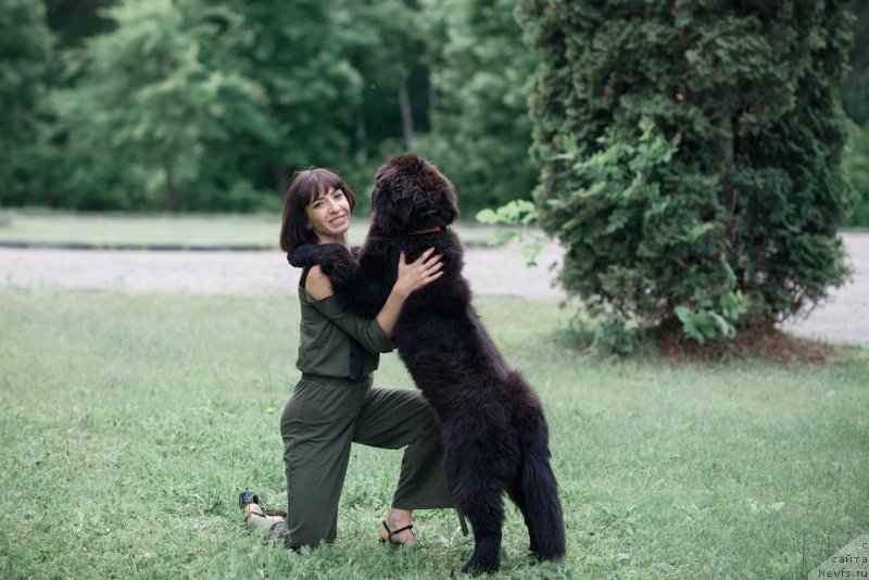 Фото: ньюфаундленд Белкондер-Клаб Мадам де Помпадур, Мария Ермачкова