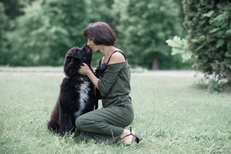 Фото: ньюфаундленд Белкондер-Клаб Мадам де Помпадур, Мария Ермачкова