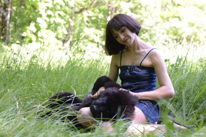 Фото: ньюфаундленд Моя Стихия Ред Мун, Мария Ермачкова