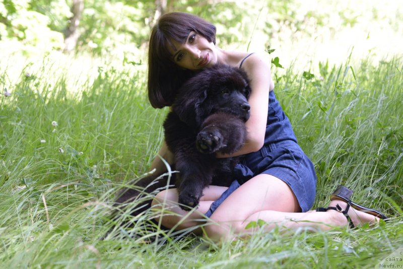 Фото: ньюфаундленд Моя Стихия Ред Мун, Мария Ермачкова