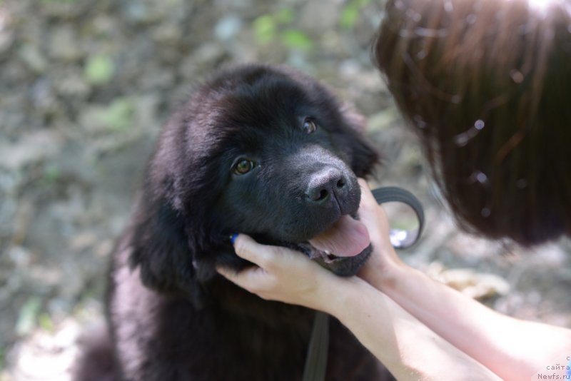 Фото: ньюфаундленд Моя Стихия Ред Мун, Мария Ермачкова