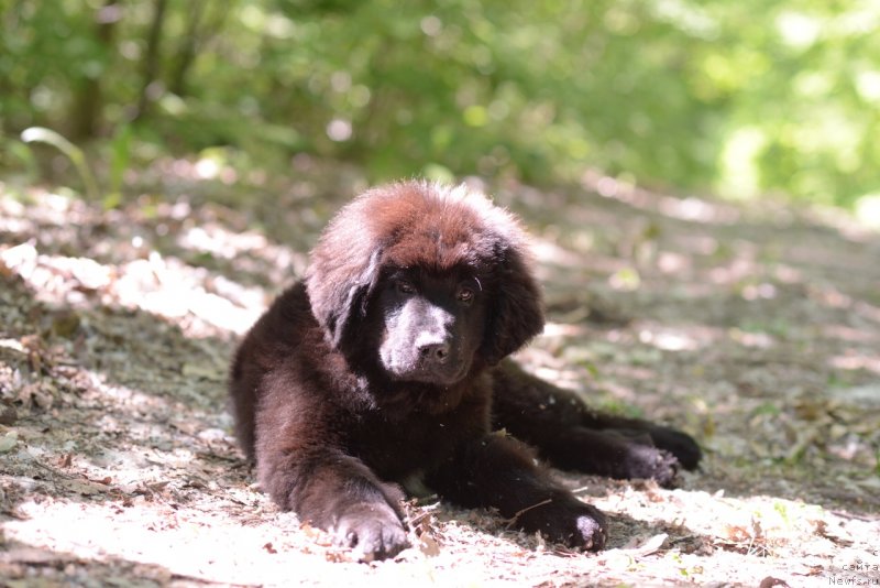 Фото: ньюфаундленд Моя Стихия Ред Мун