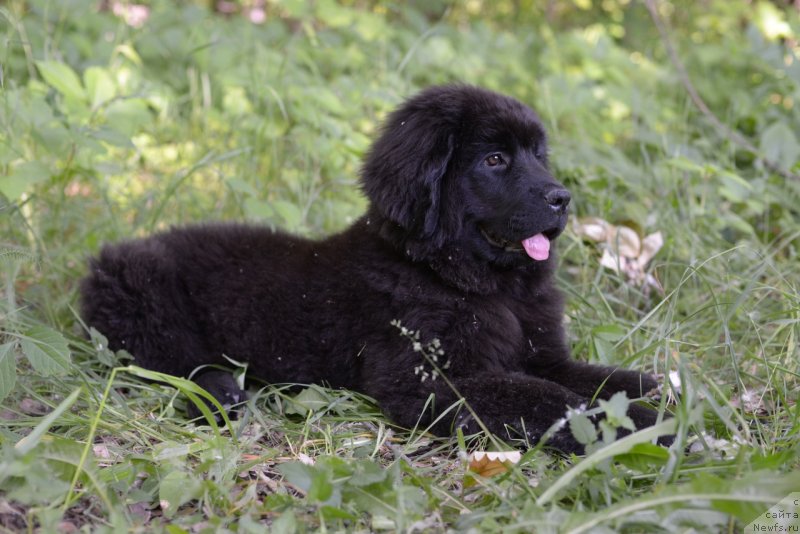 Фото: ньюфаундленд Моя Стихия Ред Мун