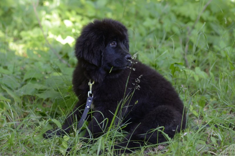 Фото: ньюфаундленд Моя Стихия Ред Мун