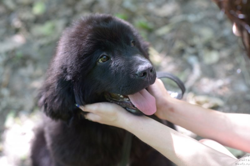 Фото: ньюфаундленд Моя Стихия Ред Мун