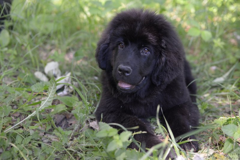 Фото: ньюфаундленд Моя Стихия Ред Мун