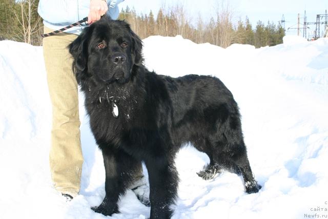 Фото: ньюфаундленд Кайден Плейфул (Kaiden Playful)