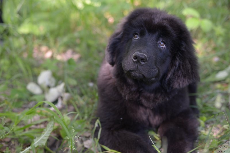 Фото: ньюфаундленд Моя Стихия Ред Мун