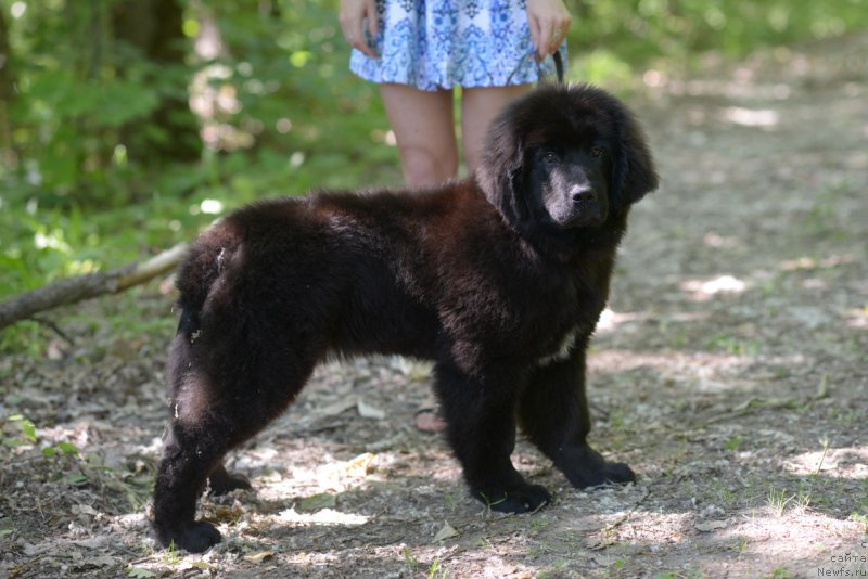 Фото: ньюфаундленд Моя Стихия Ред Мун