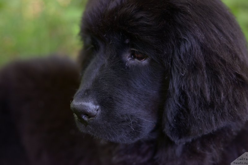 Фото: ньюфаундленд Моя Стихия Ред Мун