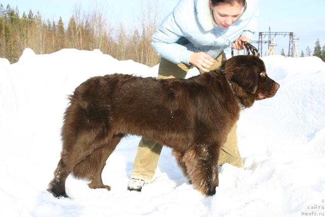 Фото: ньюфаундленд Золушка Хрустальная Туфелька, Евгения Иванова