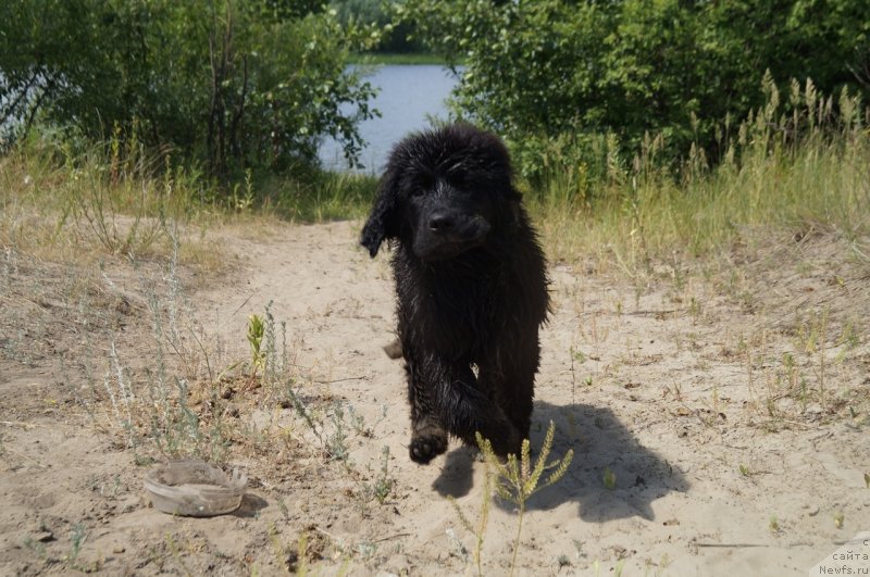 Фото: ньюфаундленд Моя Стихия Ред Мун