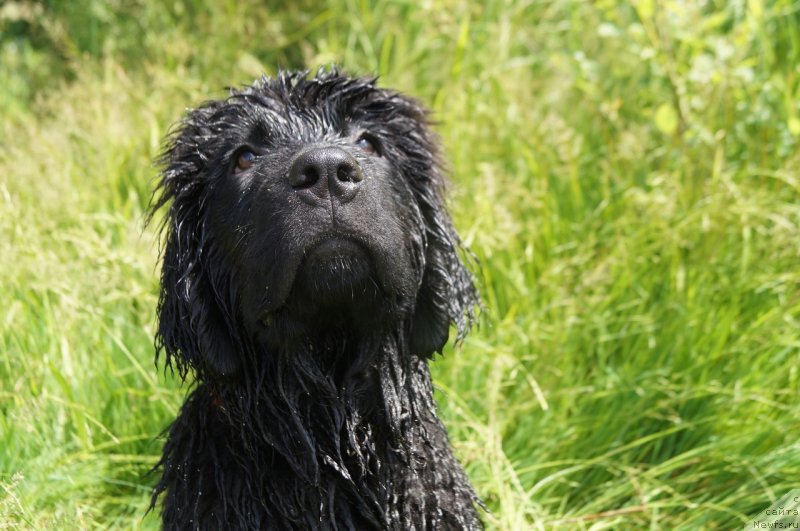 Фото: ньюфаундленд Моя Стихия Ред Мун