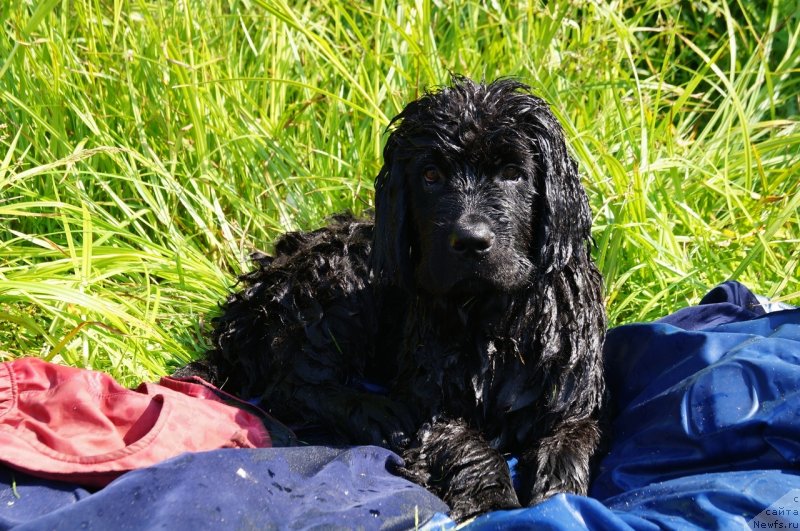 Фото: ньюфаундленд Моя Стихия Ред Мун