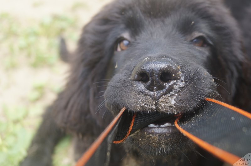 Фото: ньюфаундленд Моя Стихия Ред Мун