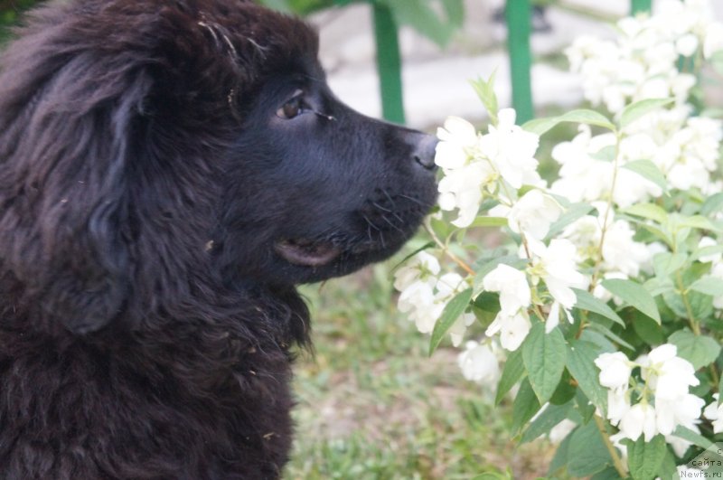Фото: ньюфаундленд Моя Стихия Ред Мун