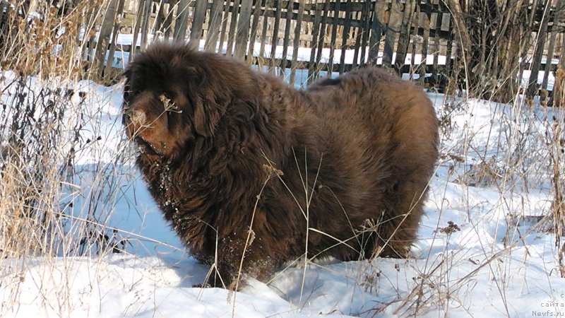 Фото: ньюфаундленд Ульрика Сноу Квин