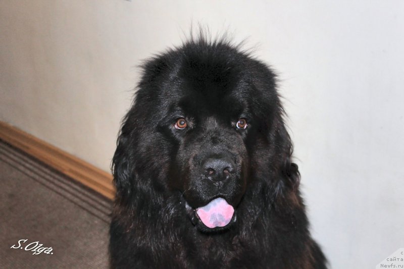 Фото: ньюфаундленд Козырный Туз с Берега Дона (Kozyrniy Tuz s Berega Dona)