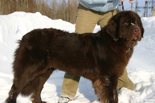 Фото: ньюфаундленд Золушка Хрустальная Туфелька