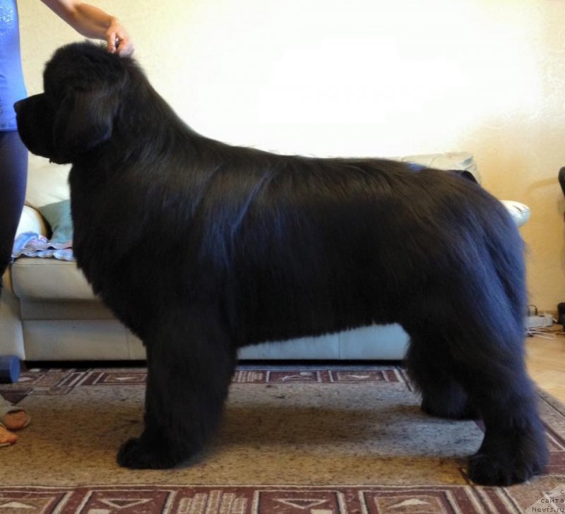 Фото: ньюфаундленд Акватория Келвин Ювентус (Aquatoriya Kelvin Yuventus)