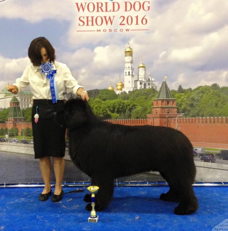 Фото: ньюфаундленд Акватория Келвин Ювентус (Aquatoriya Kelvin Yuventus)