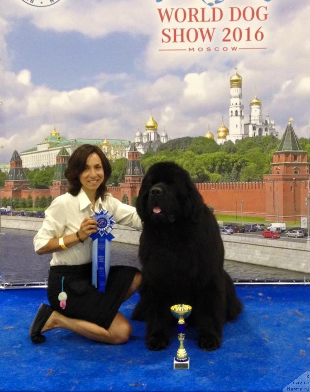 Фото: ньюфаундленд Акватория Келвин Ювентус (Aquatoriya Kelvin Yuventus), Александра Фетисова