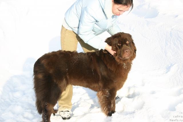 Фото: ньюфаундленд Золушка Хрустальная Туфелька