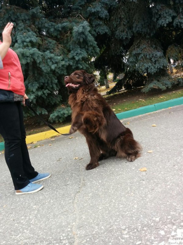 Фото: ньюфаундленд Браунблад МСК Дрими Эйн (Brownblood MSK Drimi Ein)