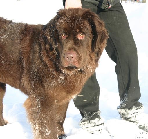 Фото: ньюфаундленд Золушка Хрустальная Туфелька
