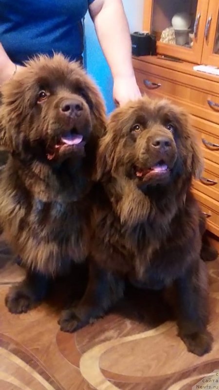 Фото: ньюфаундленд Браунблад МСК Даймонд Макс, ньюфаундленд Браунблад МСК Дарлина Джой (Brownblood MSK Darlina Joy)