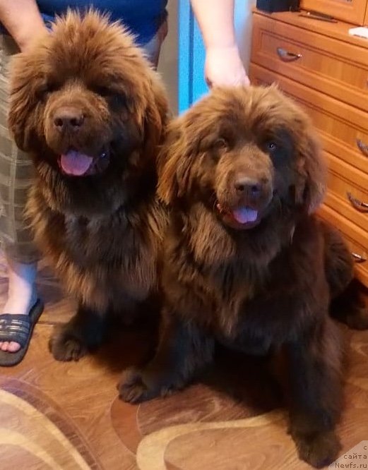 Фото: ньюфаундленд Браунблад МСК Даймонд Макс, ньюфаундленд Браунблад МСК Дарлина Джой (Brownblood MSK Darlina Joy)