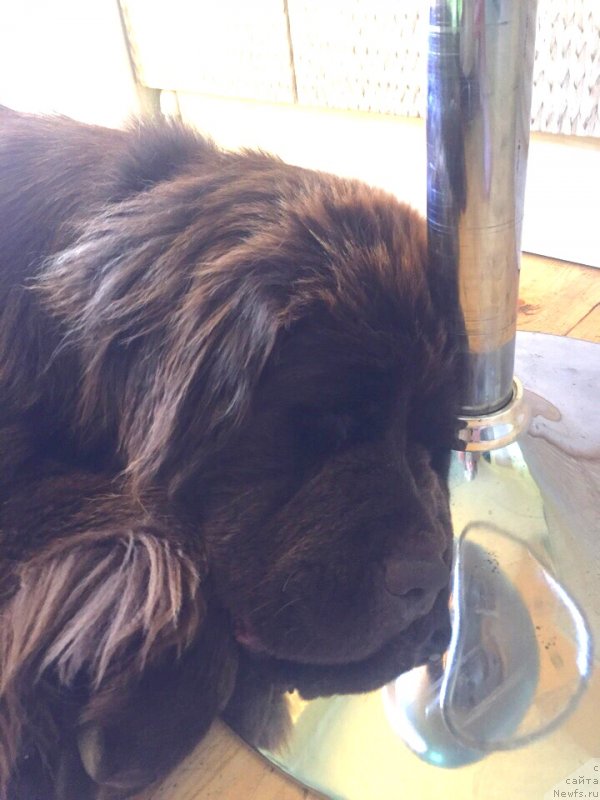 Фото: ньюфаундленд Браунблад МСК Донна Голди