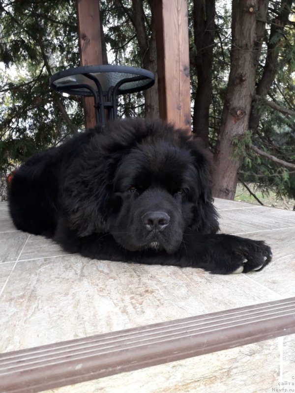 Фотография № 239239