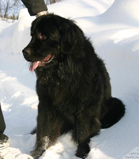 Фото: ньюфаундленд Кайден Плейфул (Kaiden Playful)