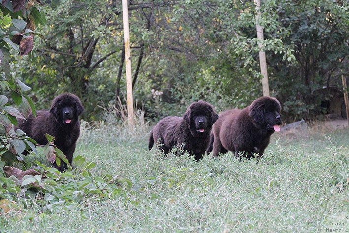 Фото: ньюфаундленд Рэйчл с Берега Дона, ньюфаундленд Рианна с Берега Дона, ньюфаундленд Рэсси с Берега Дона