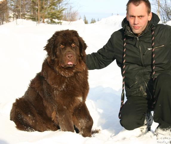 Фото: ньюфаундленд Золушка Хрустальная Туфелька, Александр Кочмарев